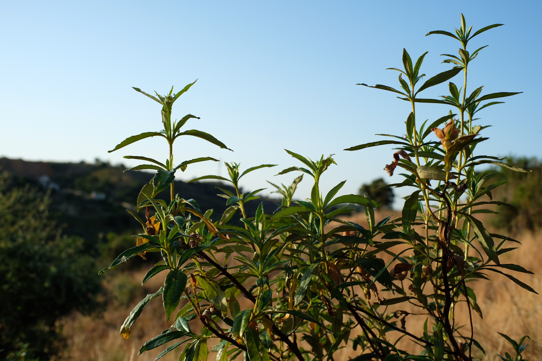 Labdanum through the ages — from Egyptian temples to modern perfumery