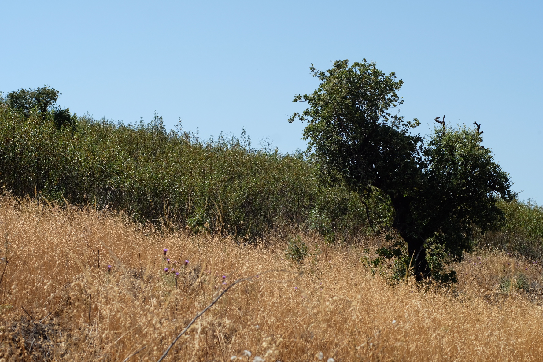 Wild Cistus ladanifer thriving in the sun-baked Algarve hills — no irrigation, no cultivation