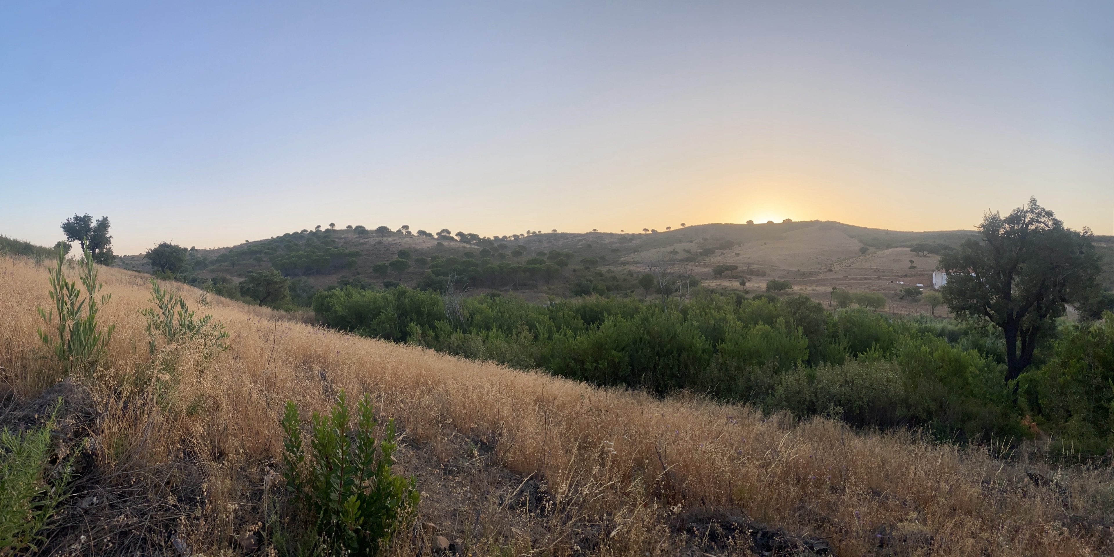 Algarve hills where Cistus ladanifer grows wild