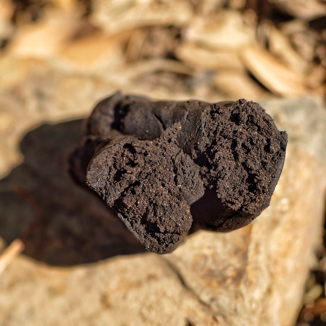 Raw labdanum resin harvested by hand from wild Cistus ladanifer in the Algarve